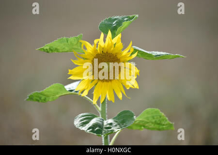 Sonnenblume (Helianthus annuus) in Weizenfeld (Triticum), Baden-Württemberg, Deutschland Stock Photo