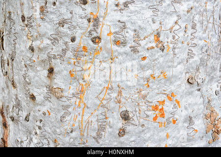 Close-up of the bark of a Scribbly Gum (Eucalyptus sp.), New South Wales, NSW, Australia Stock Photo