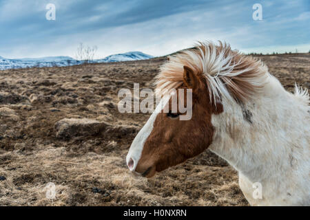 Brown Icelandic horse, Icelandic horse breed (Equus islandicus), portrait, Southern Region, Iceland Stock Photo