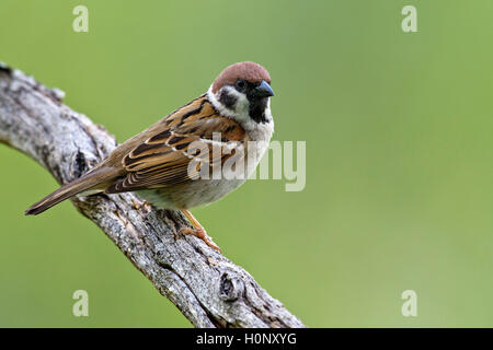 Eurasian tree sparrow (Passer montanus), Schwaz, Tyrol, Austria Stock Photo