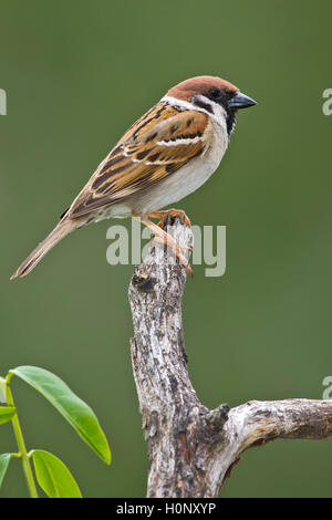 Eurasian tree sparrow (Passer montanus), Schwaz, Tyrol, Austria Stock Photo