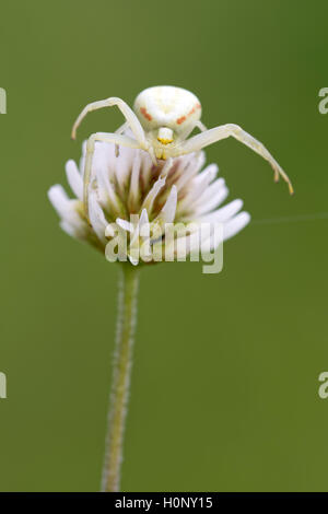 Crab spider (Misumena vatia) on white clover, Limbach, Burgenland, Austria Stock Photo
