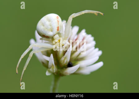 Crab spider (Misumena vatia) on white clover, Limbach, Burgenland, Austria Stock Photo