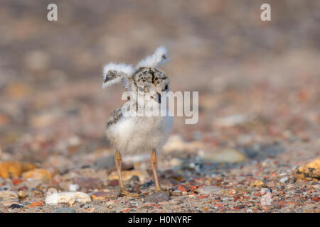 Common ringed plover (Charadrius hiaticula), chicks with wings spread, Texel, Province of North Holland, Netherlands Stock Photo