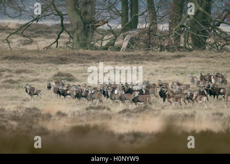 European Mouflons / Europäisches Muffelwild ( Ovis orientalis musimon ), whole herd, on dry grassland in winter. Stock Photo