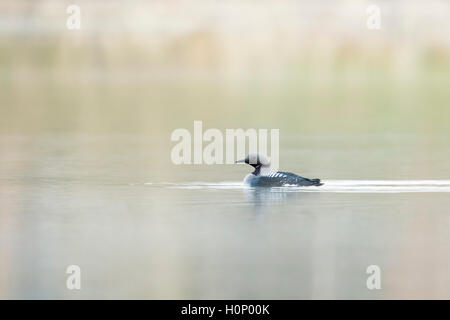 Black-throated Loon / Arctic Loon / Prachttaucher ( Gavia arctica ) in breeding dress, swimming on a lake, in distance, Sweden. Stock Photo