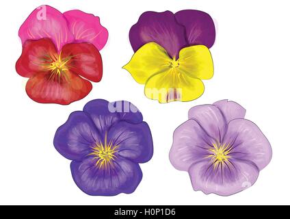 set of pansy isolated on a white background Stock Vector