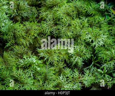 Glittering wood moss, Hylocomium splendens Stock Photo: 26690980 - Alamy