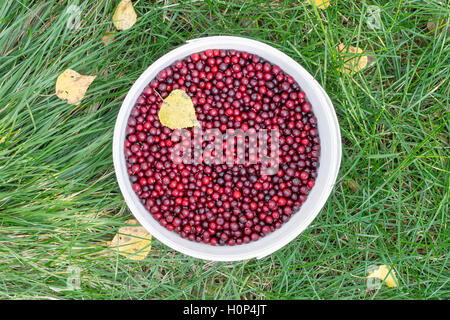 red cowberry with yellow leaves in white bucket on a green grass