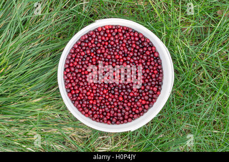 Red cowberry in a white bucket on green grass