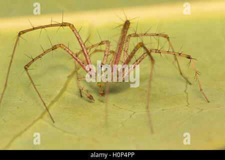 Green lynx spider, Peucetia viridans NCBS, Bangalore, Karnataka. Fairly large spider seen on bushes. Feeds on other spiders. Stock Photo