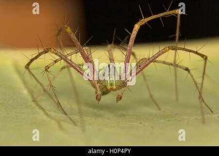 Green lynx spider, Peucetia viridans NCBS, Bangalore, Karnataka. Fairly large spider seen on bushes. Feeds on other spiders. Stock Photo