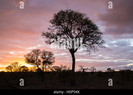 Sunset silhouette in a bushveld landscape with a lone Acacia tree Stock Photo