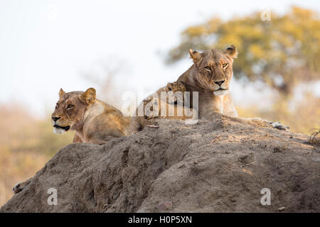 Scenic view of a pride of lions lying on a termite mound with two lionesses and two cubs Stock Photo