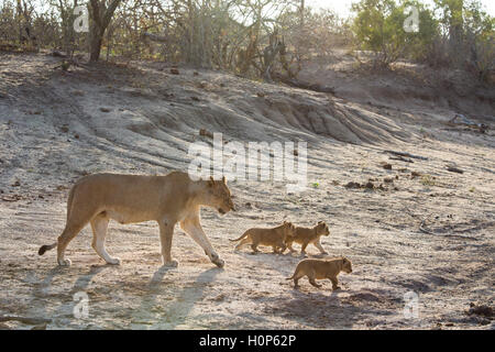 Lioness (Panthera leo) walking with her three eight-week-old cubs Stock Photo