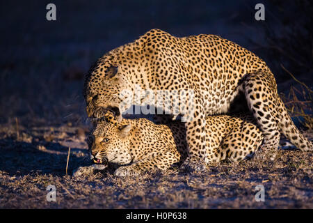 Male leopard (Panthera pardus) mating with a female at night. Stock Photo