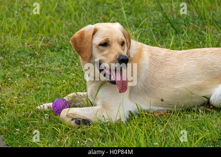 Yellow Labrador Golden Retriever mix dog lying down on the lawn with his toy ball Stock Photo