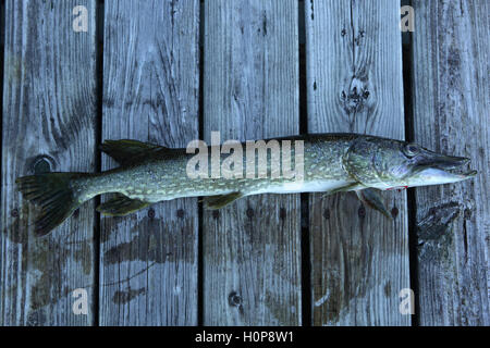 Northern pike caught by a girl fishing in a Vermont lake on a wooden landing. 25 inches long. Stock Photo