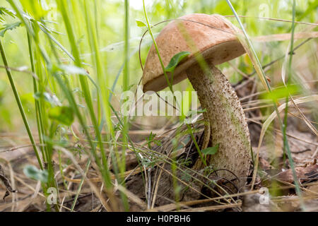 Leccinum scabrum, commonly known as the rough-stemmed bolete, scaber stalk, and birch bolete, is an edible mushroom in the famil Stock Photo
