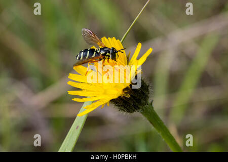 wasp collects pollen from a flower field Stock Photo