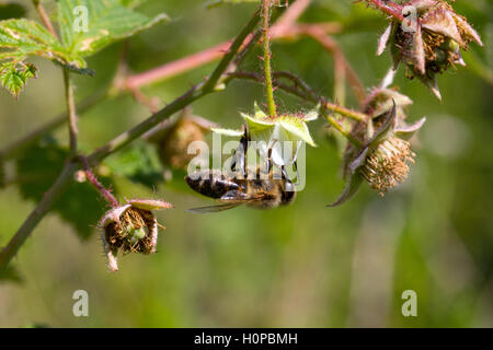 bee on a flower collecting pollen raspberry bush Stock Photo