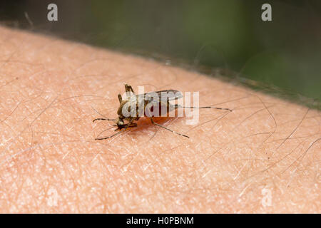 mosquito sits on a man's body and drinking the blood Stock Photo