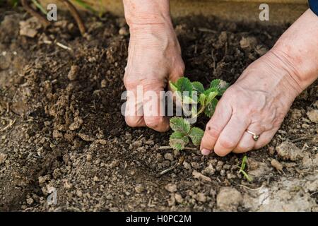 Farmer planting young strawberry Stock Photo