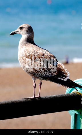 a single seagull perched on a railing looking out to sea Stock Photo