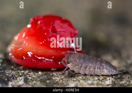 Rough woodlouse (Porcellio scaber) eating yew berry. Terrestrial rustacean in family Porcellionidae feeding on fruit at night Stock Photo