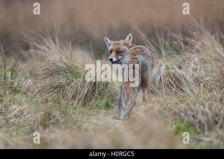 Red Fox / Rotfuchs ( Vulpes vulpes ) on a rainy day, in natural surrounding, watching back over its shoulder, soft colors. Stock Photo