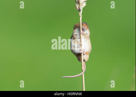 Harvest mouse (Micromys minutus) climbing wheat stem Stock Photo