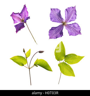 Clematis Jackmanii flowers,buds and leaves isolated on white Stock Photo