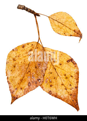 branch with yellow autumn leaves of poplar tree (populus nigra, black poplar) isolated on white background Stock Photo