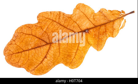 yellow dried leaf of oak tree isolated on white background Stock Photo