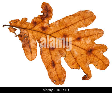 brown dead leaf of oak tree isolated on white background Stock Photo