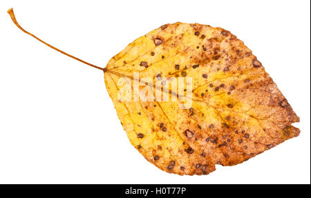 yellow dried leaf of poplar tree (populus nigra, black poplar) isolated on white background Stock Photo