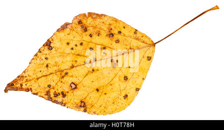 yellow autumn leaf of poplar tree (populus nigra, black poplar) isolated on white background Stock Photo