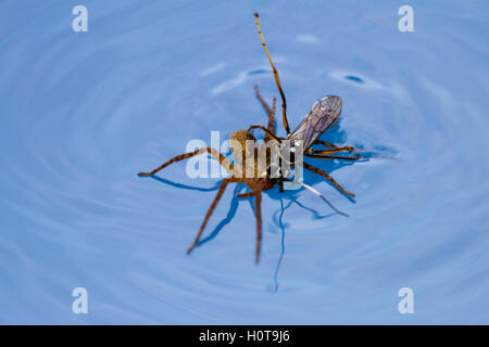 action shots of a spider wasp killing a spider by drowning it in a swimming pool in Costa Rica Stock Photo