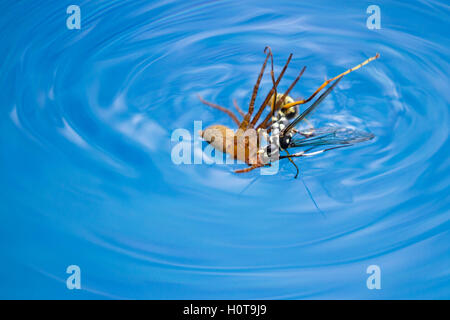 action shots of a spider wasp killing a spider by drowning it in a swimming pool in Costa Rica Stock Photo