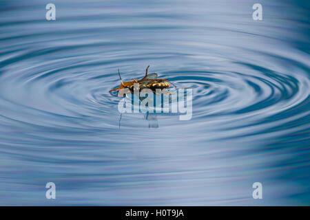 action shots of a spider wasp killing a spider by drowning it in a swimming pool in Costa Rica Stock Photo