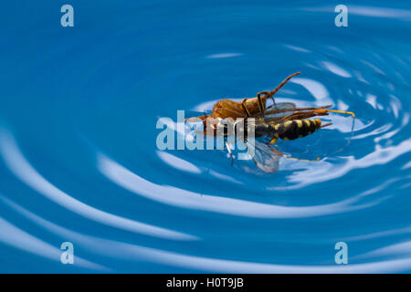 action shots of a spider wasp killing a spider by drowning it in a swimming pool in Costa Rica Stock Photo