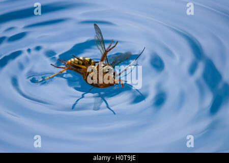 action shots of a spider wasp killing a spider by drowning it in a swimming pool in Costa Rica Stock Photo