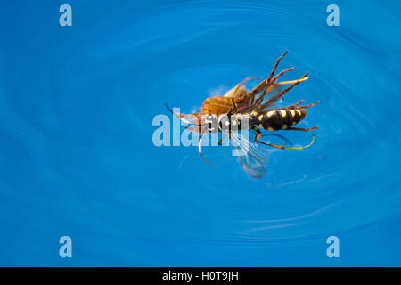 action shots of a spider wasp killing a spider by drowning it in a swimming pool in Costa Rica Stock Photo