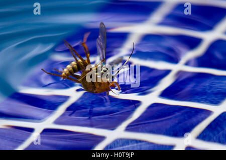 action shots of a spider wasp killing a spider by drowning it in a swimming pool in Costa Rica Stock Photo