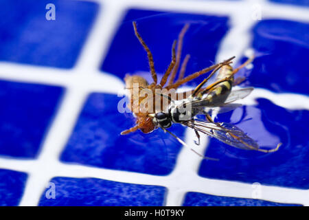 action shots of a spider wasp killing a spider by drowning it in a swimming pool in Costa Rica Stock Photo