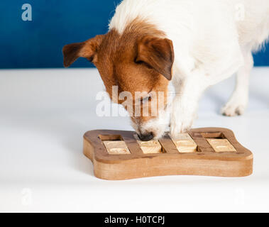 Dog Sniffing Training With Smart Toy Isolated On White Background Stock  Photo - Download Image Now - iStock