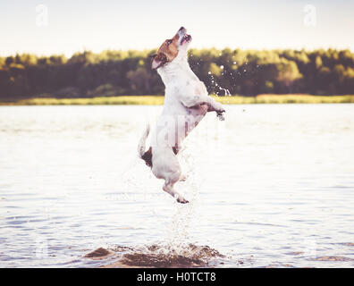 Dog jumping in water having fun at summer beach Stock Photo