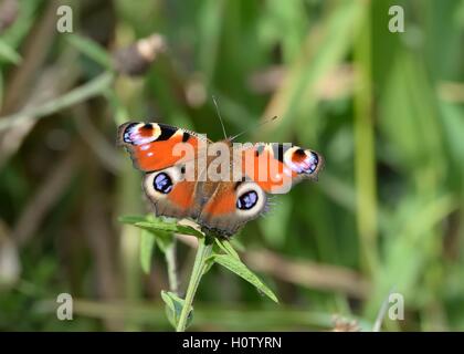 A peacock butterfly in the UK Stock Photo
