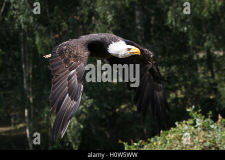 Mature American Bald eagle (Haliaeetus leucocephalus) in flight at close range Stock Photo