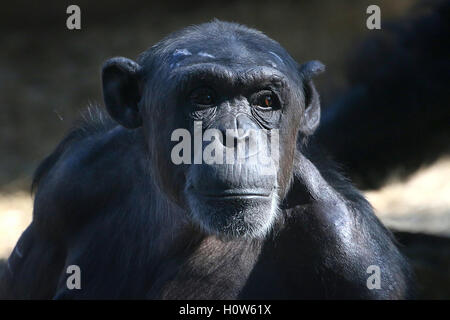 Common chimpanzee (Pan troglodytes) portrait Stock Photo